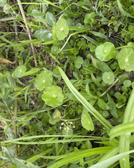 Micranthemum umbrosum