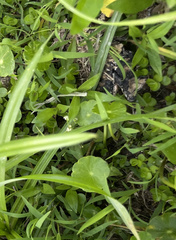 Micranthemum umbrosum