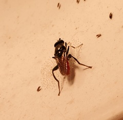 Xylota bicolor