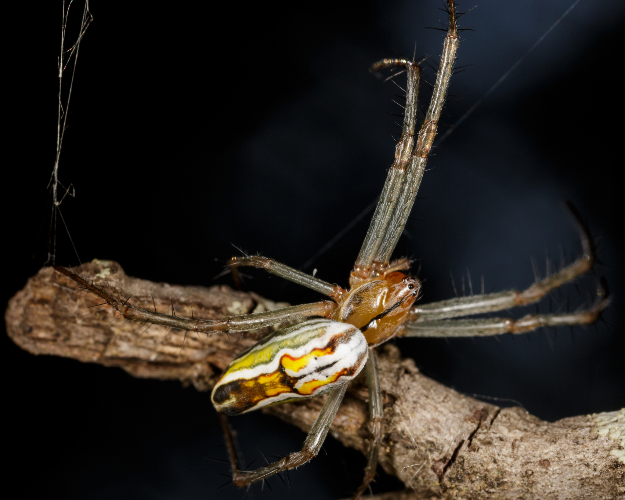 Basilica Orbweaver (Mecynogea lemniscata) · iNaturalist