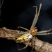 Basilica Orbweaver - Photo (c) Meghan Cassidy, some rights reserved (CC BY-SA), uploaded by Meghan Cassidy