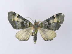 Elvia glaucata