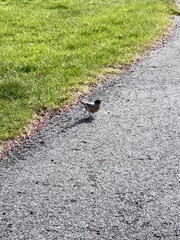 Turdus migratorius