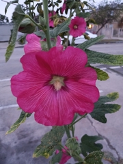 Alcea