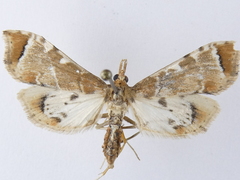 Leucinodes cordalis