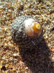 Chlorodiloma adelaidae