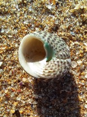 Chlorodiloma adelaidae