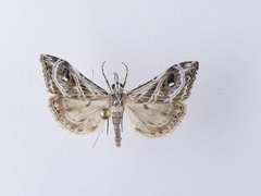 Gadira acerella
