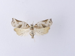 Harmologa amplexana