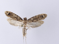 Lysiphragma epixyla