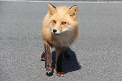Vulpes vulpes deletrix