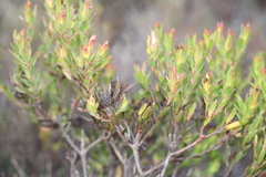 Leucadendron stelligerum