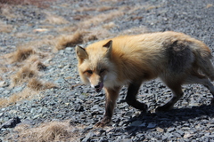 Vulpes vulpes deletrix
