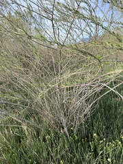 Salix