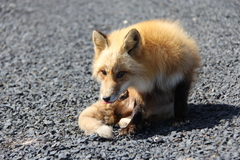 Vulpes vulpes deletrix