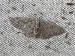 Idaea violacearia