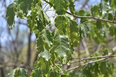 Platymiscium trifoliolatum