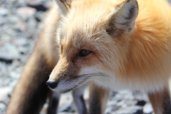 Vulpes vulpes deletrix