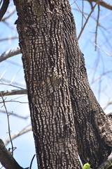 Platymiscium trifoliolatum