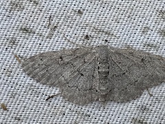 Idaea violacearia