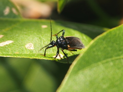 Ectrychotes andreae