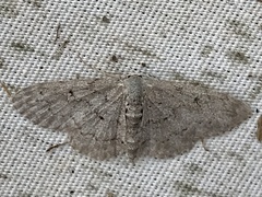 Idaea violacearia