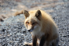 Vulpes vulpes deletrix
