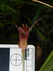 Pterostylis ophioglossa