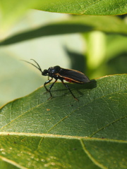 Ectrychotes andreae