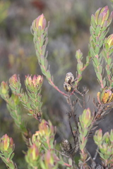 Leucadendron stelligerum