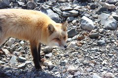 Vulpes vulpes deletrix