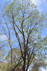 Platymiscium trifoliolatum