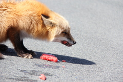 Vulpes vulpes deletrix
