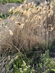 Phragmites australis australis