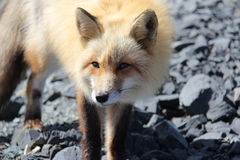 Vulpes vulpes deletrix