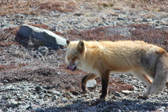 Vulpes vulpes deletrix