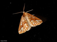 Caripeta piniata