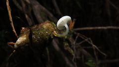 Mycena subulifera