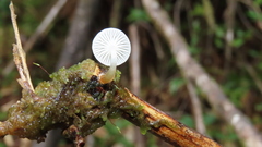 Mycena subulifera