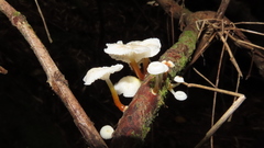 Mycena subulifera