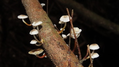Mycena subulifera