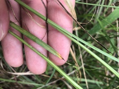 Carex atlantica atlantica