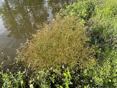 Juncus diffusissimus