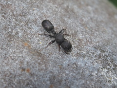 Cataulacus granulatus