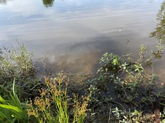 Juncus diffusissimus