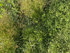 Juncus diffusissimus