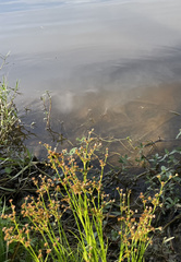 Juncus diffusissimus