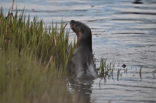 North American River Otter photographed in Massachusetts