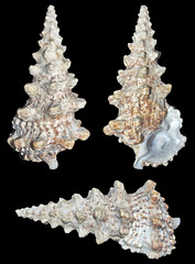 Cerithium nodulosum