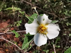 Philadelphus pringlei